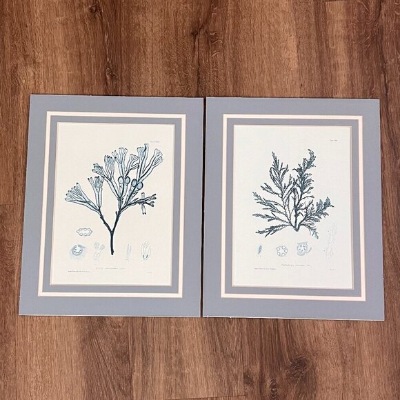 Henry Bradbury Blue Botanical Scientific Seaweed Art Beach Prints - Picture 1 of 15